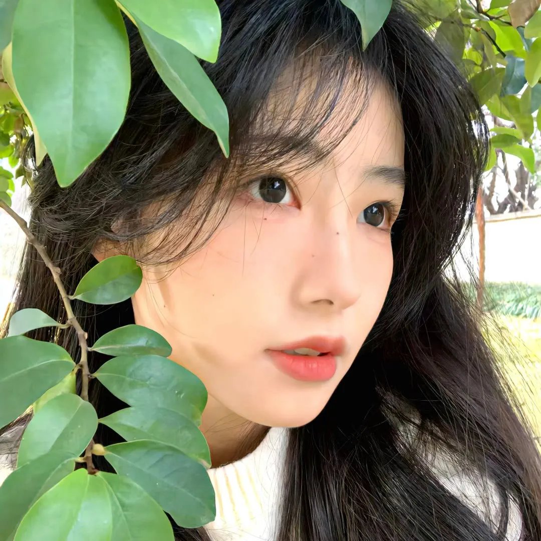 神圣的母牛